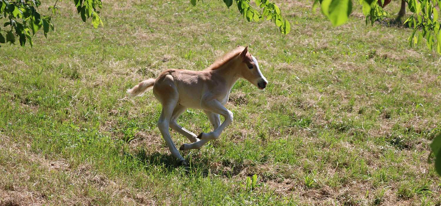 Fattoria